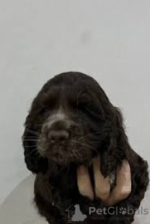 Foto №2 zu Ankündigung № 165228 zu verkaufen english cocker spaniel - einkaufen Belgien quotient 	ankündigung, züchter