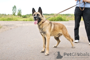 Foto №3. Junger Mestizen-Schäferhund Reich in guten Händen. Russische Föderation