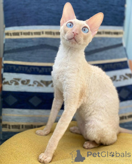 Foto №1. cornish rex - zum Verkauf in der Stadt Aizlenten | 500€ | Ankündigung № 157700