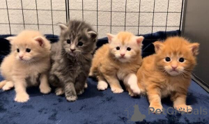Foto №1. maine-coon-katze - zum Verkauf in der Stadt Arnsberg | verhandelt | Ankündigung № 170320