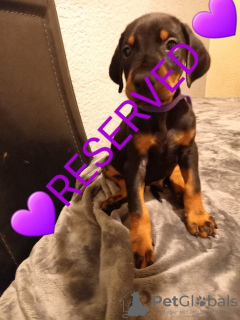 Foto №2 zu Ankündigung № 9590 zu verkaufen dobermann - einkaufen Schweden 