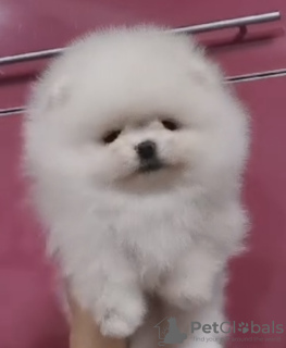 Foto №2 zu Ankündigung № 83403 zu verkaufen pommersche spitz - einkaufen Italien quotient 	ankündigung