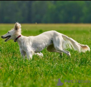 Zusätzliche Fotos: Saluki-Welpen, Hündinnen und Rüden