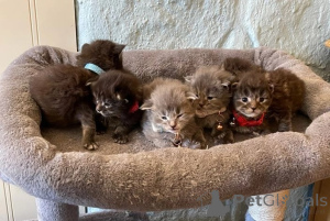 Foto №1. maine-coon-katze - zum Verkauf in der Stadt Siegburg | 350€ | Ankündigung № 148548