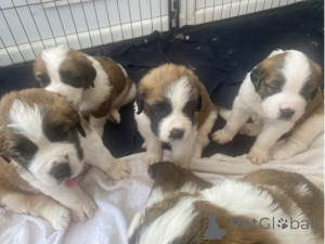 Foto №1. bernhardiner - zum Verkauf in der Stadt Baden-Baden | verhandelt | Ankündigung № 162220