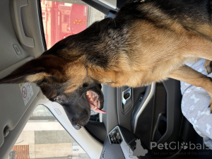 Foto №3. Der Name ist Jane (VOTSAP32470065950). Belgien