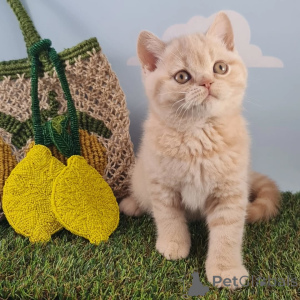 Foto №3. Lernen Sie Oliver kennen, unseren eleganten kleinen Herrn mit goldenen Augen und. Luxemburg