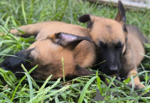 Foto №1. belgischer schäferhund - zum Verkauf in der Stadt Belgrad | verhandelt | Ankündigung № 110341