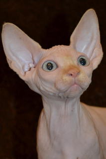 Foto №3. Verkauf von Sphynx-Kätzchen aus dem Kindergarten!. Ukraine