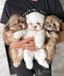 Foto №1. shih tzu - zum Verkauf in der Stadt Antwerpen | 700€ | Ankündigung № 161878