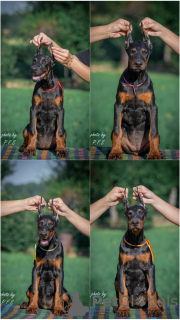 Foto №2 zu Ankündigung № 111534 zu verkaufen dobermann - einkaufen Serbien 