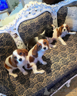 Foto №2 zu Ankündigung № 119698 zu verkaufen cavalier king charles spaniel - einkaufen Litauen quotient 	ankündigung
