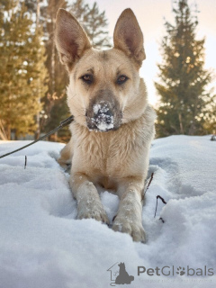 Foto №4. Ich werde verkaufen mischlingshund in der Stadt Москва.  - preis - Frei