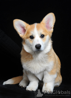 Zusätzliche Fotos: Pembroke Welsh Corgi Welpe zu verkaufen, 4 Monate alt. Hündin