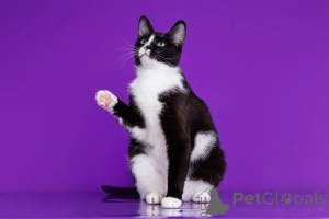 Foto №1.  - zum Verkauf in der Stadt Moskwa | Frei | Ankündigung № 144541