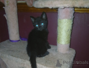 Foto №2 zu Ankündigung № 139237 zu verkaufen britisch kurzhaar - einkaufen Großbritannien 