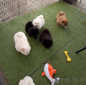 Foto №3. Woo!! Entzückende Chow-Chow-Welpen für die Heimsuche.. Kanada