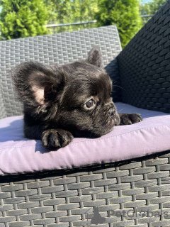 Foto №3. Flauschige französische Bulldogge. Serbien