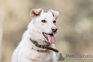 Foto №2 zu Ankündigung № 76937 zu verkaufen mischlingshund - einkaufen Russische Föderation quotient 	ankündigung