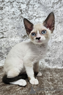 Foto №1. devon rex - zum Verkauf in der Stadt Port Melbourne | 2809€ | Ankündigung № 176607