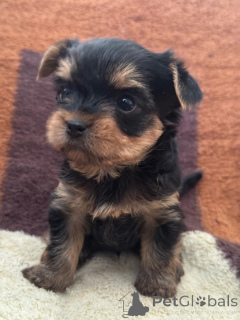 Foto №3. Welpen Mini York. Georgien