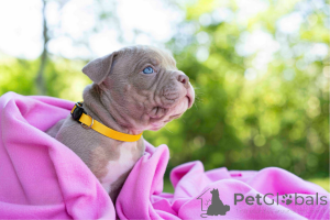 Foto №1. mischlingshund - zum Verkauf in der Stadt Tallinn | verhandelt | Ankündigung № 144517