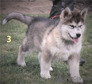 Foto №3. Alaskan Malamute-Welpen. Polen