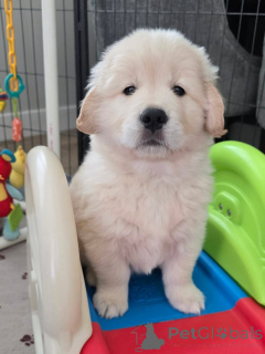 Foto №1. golden retriever - zum Verkauf in der Stadt Lille | verhandelt | Ankündigung № 171675