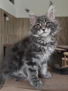 Foto №1. maine-coon-katze - zum Verkauf in der Stadt Poznan | verhandelt | Ankündigung № 169334