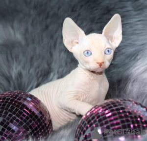 Foto №2 zu Ankündigung № 64743 zu verkaufen sphynx-katze - einkaufen Russische Föderation züchter