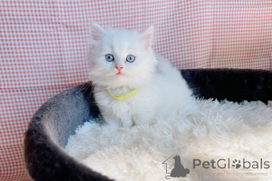 Foto №1. munchkin - zum Verkauf in der Stadt Dragsfjärd | verhandelt | Ankündigung № 161986