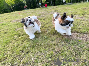 Foto №2 zu Ankündigung № 167160 zu verkaufen shih tzu - einkaufen Estland 