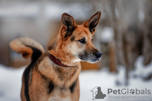 Foto №4. Ich werde verkaufen mischlingshund in der Stadt Москва. quotient 	ankündigung - preis - Frei