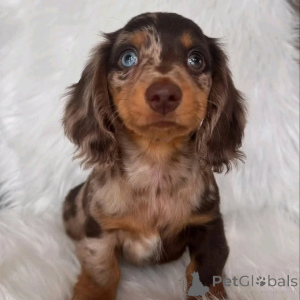 Foto №2 zu Ankündigung № 144415 zu verkaufen dackel - einkaufen USA quotient 	ankündigung, züchter