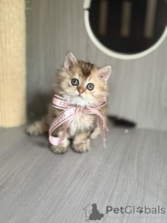 Foto №1. selkirk rex shorthair - zum Verkauf in der Stadt Gladbeck | 350€ | Ankündigung № 177975