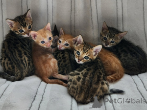 Foto №1. bengal katzenrasse - zum Verkauf in der Stadt Trier | verhandelt | Ankündigung № 174896