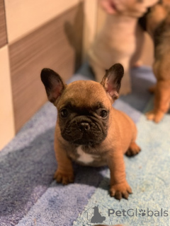 Foto №3. Französische Bulldogge Od kuce don. Serbien