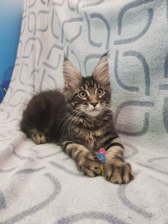 Foto №2 zu Ankündigung № 2603 zu verkaufen maine-coon-katze - einkaufen Slowenien vom kindergarten, züchter