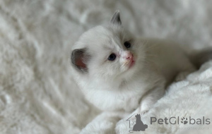 Foto №4. Ich werde verkaufen ragdoll-katze in der Stadt Canberra. züchter - preis - 290€