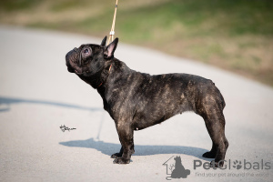 Zusätzliche Fotos: Französische Bulldogge zu verkaufen, weiblich