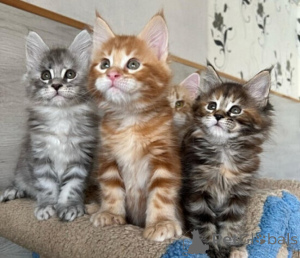 Foto №1. maine-coon-katze - zum Verkauf in der Stadt Palma | verhandelt | Ankündigung № 176425