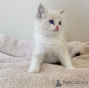 Foto №2 zu Ankündigung № 108604 zu verkaufen ragdoll-katze - einkaufen USA quotient 	ankündigung