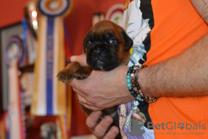 Foto №2 zu Ankündigung № 121980 zu verkaufen deutscher boxer - einkaufen Deutschland quotient 	ankündigung