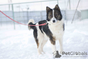 Foto №3. Wunderbarer Hund Hanik sucht ein Zuhause!. Russische Föderation