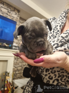 Foto №2 zu Ankündigung № 130887 zu verkaufen französische bulldogge - einkaufen Deutschland quotient 	ankündigung