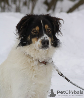 Foto №1. mischlingshund - zum Verkauf in der Stadt Москва | Frei | Ankündigung № 91230