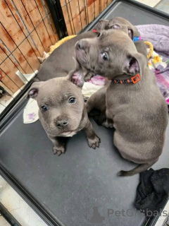 Foto №4. Ich werde verkaufen staffordshire bull terrier in der Stadt Paris. quotient 	ankündigung, züchter - preis - 1000€