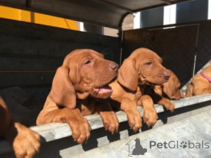 Foto №1. kurzhaariger ungarischer vorstehhund - zum Verkauf in der Stadt Heiliger Pölten | 300€ | Ankündigung № 168085
