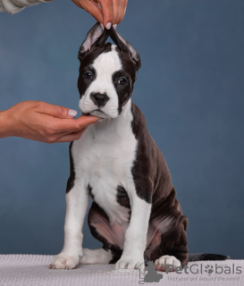 Foto №4. Ich werde verkaufen amerikanischer staffordshire terrier in der Stadt St. Petersburg. quotient 	ankündigung, vom kindergarten - preis - verhandelt