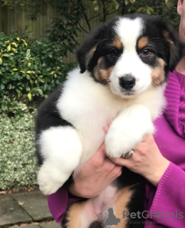 Foto №1. australian shepherd - zum Verkauf in der Stadt Berlin | 300€ | Ankündigung № 70868